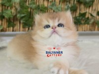 Safkan British Longhair Erkek Golden renkli yavru