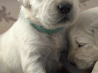 Golden Retriever Gelip Görerek Alabilirsiniz