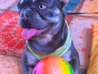 Blue Erkek 2 Yaşında Fransız Bulldog