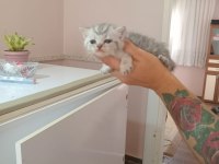 Nadir tür minyon british shorthair