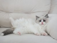 Full şecereli ragdoll yavruları