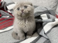 Saf kan minnoş scottish fold yavrum