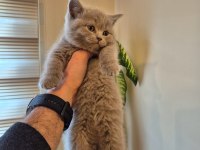 Lilac Koca Kafalı British Shorthair