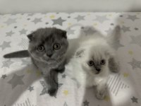 Yeni Scottish Fold Yavrularımızı Sahiplendireceğiz