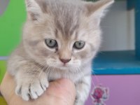 BRİTİSH SHORTHAİR 50 GÜNLÜK YAVRULAR (ANKARA)