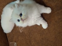 Safkan british longhair yavru