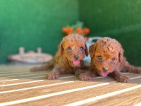 Toy Poodle Yavrularımız Referans Yavru