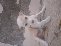 Ücretli sahiplendirilecek köpeğimiz