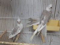 Sağlıklı pırıl pırıl kendi üretimim yavrular