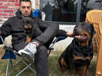 Koca Kafa Macar Rottweiler Yavruları