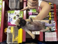 El kadar pug köpekler yeni yuvasını bekliyor