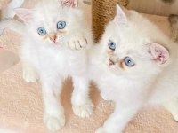 Irk garantili british shorthair yavruları