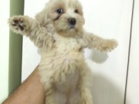 MALTİPOO YAVRULAR