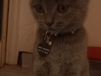 5 AYLIK SAFKAN KEDİMİZ ÜCRETLİDİR BRİTİSH