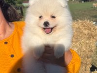 Yavru Pomeranian Boolarımız İçin Ulaşın