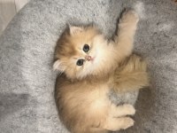 Saf Kan Golden British Longhair (WCF Kayıtlı)