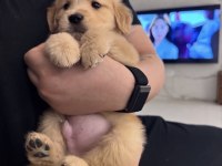 Orjinal Golden Retriever Köpeği