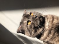 SCOTTİSH FOLD KEDİMİZ ÜCRETSİZ