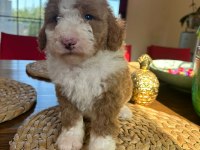 Mükemmel karakterleri ile Labradoodle yavrularımız