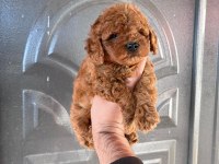 Toy poodle kaliteli yavrularımız