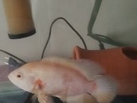 Sağlıklı albino astronot balığı 20cm