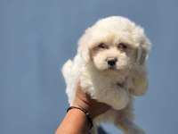 Nadir güzellikte maltese terrier yavrular