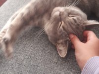 Ponçik british shorthair kızıma yeni bir yuva arıyoruz