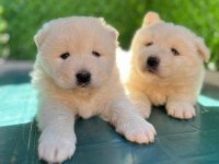 Samoyed Bebeklerimiz