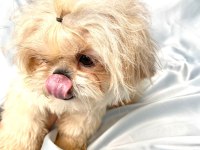 tuvalet eğitimli shih-tzu (şitzu)