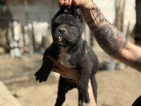 Dev anne baba dan dev cane corso yavrular