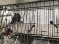 Bir çift mavi muhabbet kuşu sahiplendirilecektir