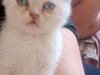 Karbeyaz kedim