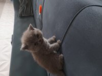 Sevimli british shorthair yavrular