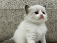 RAGDOLL YAVRU KEDİLER