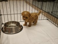 Orijinal Teacup Maltipoo Köpeğimiz