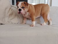 ORİJİNAL IRK ENGLİSH BULLDOG BEBEKLERİM
