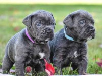 Ev ve bahçeniz için cane corso kapıda ödeme mevcuttur