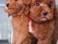 Toy Poodle Yavrusu
