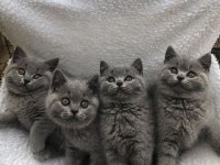 British Shorthair Blue Ankara