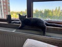 Çok Cana yakın sevimli erkek british shorthair yavrular