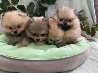 Pomeranian boo yavrularımız