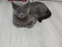 Tatlı kızımız dişi kedimiz