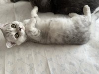 Fold iki oğlan scottish fold