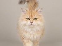 NY12 Renk Safkan Şecereli British Longhair Kedimiz