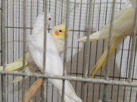 45 günlük evcil albino ve lutino sultan papağanı yavrular