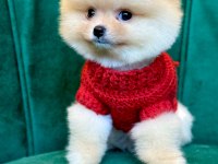 Pomeranian yavrularımız gelmiştir