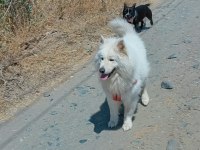 3 yaşında erkek samoyed