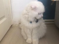 Scottish fold oğlumuz buluta eş arıyoruz