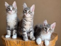 Muhteşem Tipte Maine Coon Yavruları