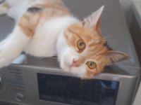 KEDİMİZİ ÜCRETSİZ SAHİPLENDİRECEĞİZ